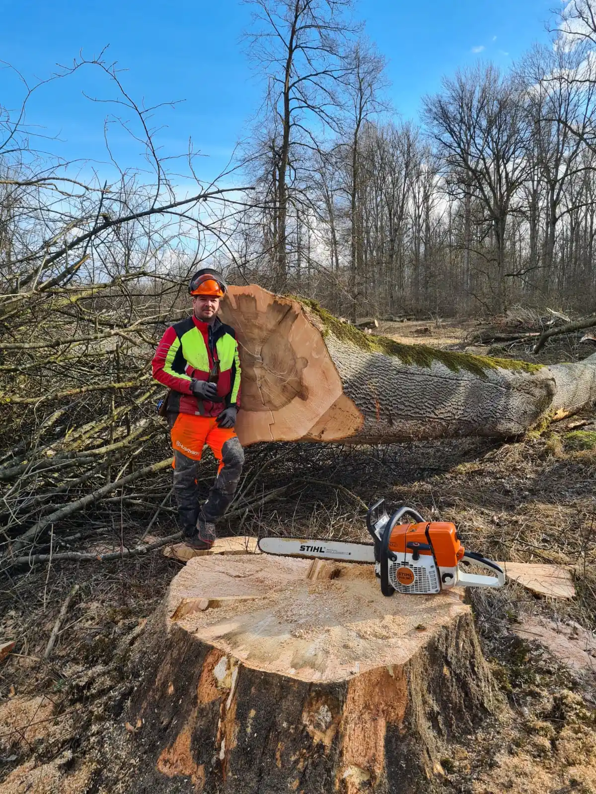 Leistung Problembaumfällung im Wald mit Kettensäge